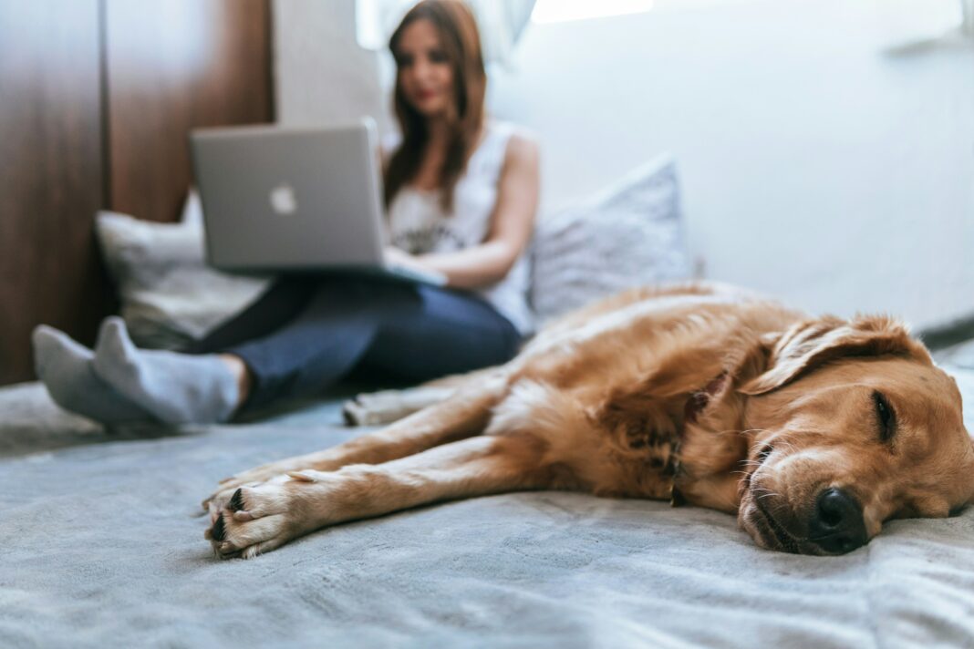 Woman working on bed with dog