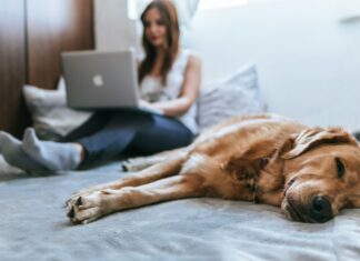 How Does Broadband Affordability Impact Low-Income Communities? Woman working on bed with dog
