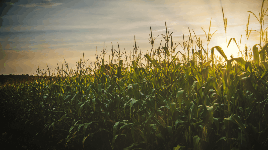 Farmland