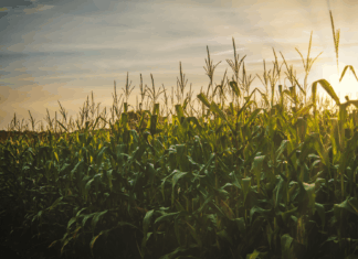 BT Signs Major Deal To Boost DEFRA’s Real-Time Response Farmland