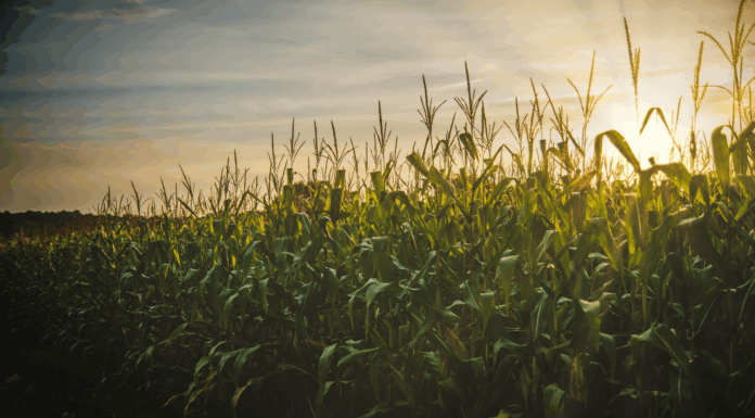 BT Signs Major Deal To Boost DEFRA’s Real-Time Response Farmland
