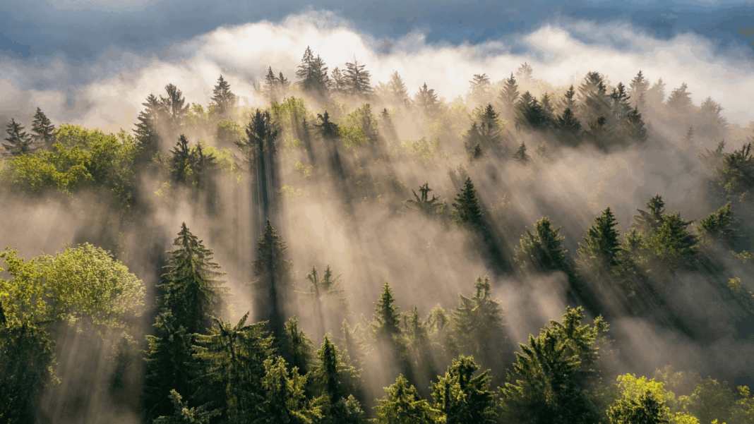 Carbon emissions
