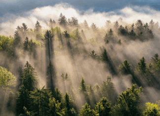 Experts Share: How Does Smarter Connectivity Reduce Carbon Emissions? Carbon emissions