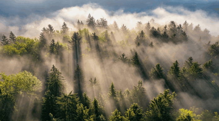 Experts Share: How Does Smarter Connectivity Reduce Carbon Emissions? Carbon emissions
