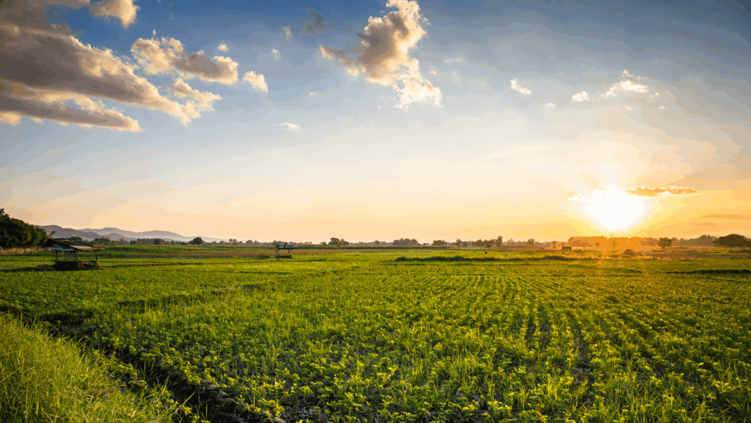 agriculture land crops at sunset