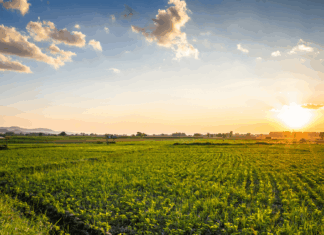 Experts Share: Mobile Broadband As The Foundation For Smart Agriculture agriculture land crops at sunset
