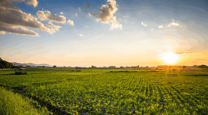 Experts Share: Mobile Broadband As The Foundation For Smart Agriculture agriculture land crops at sunset